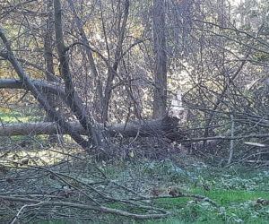 Skutki wichury we Wrocławiu