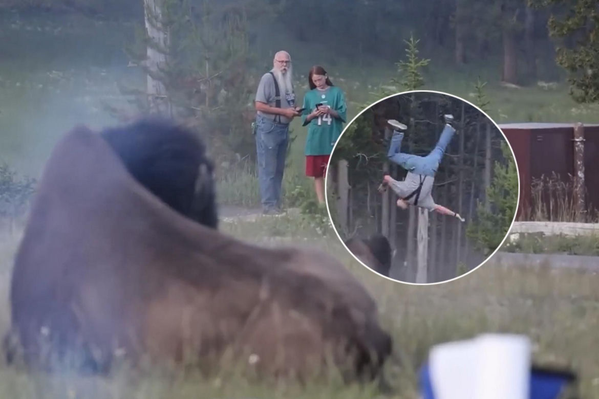Atak bizona w Parku Narodowym Yellowstone