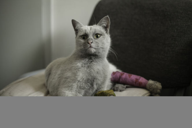 GRZMOTKA URATOWANA Z WNYKÓW