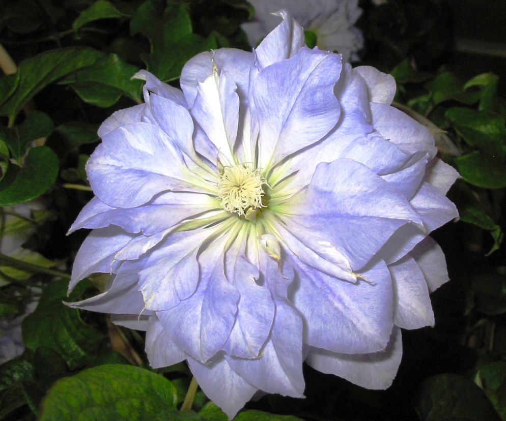 Powojnik 'Mazury'