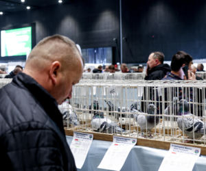 Katowice stolicą gołębiarstwa. Za nami 17. edycja EXPOGołębie. To największa tego typu impreza w Europie
