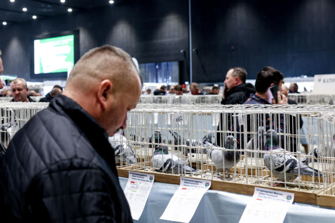 Katowice stolicą gołębiarstwa. Za nami 17. edycja EXPOGołębie. To największa tego typu impreza w Europie