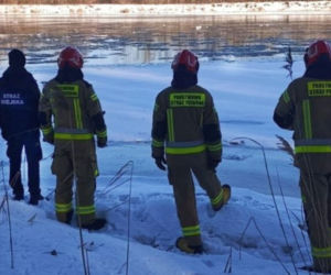 Łabędź przymarzł do lodu na Wiśle