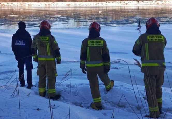 Łabędź przymarzł do lodu na Wiśle