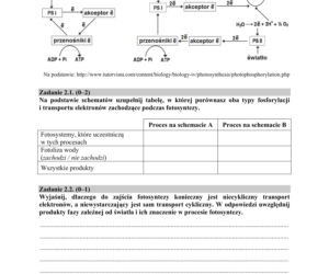 Matura 2019 z biologii [ARKUSZE CKE, ODPOWIEDZI]