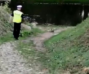 Policjanci ze Świecia eskortowali kaczą rodzinę