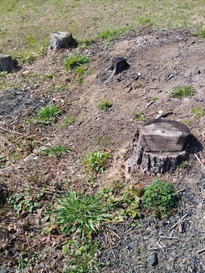 Kontrowersyjna sprawa wycinki drzew