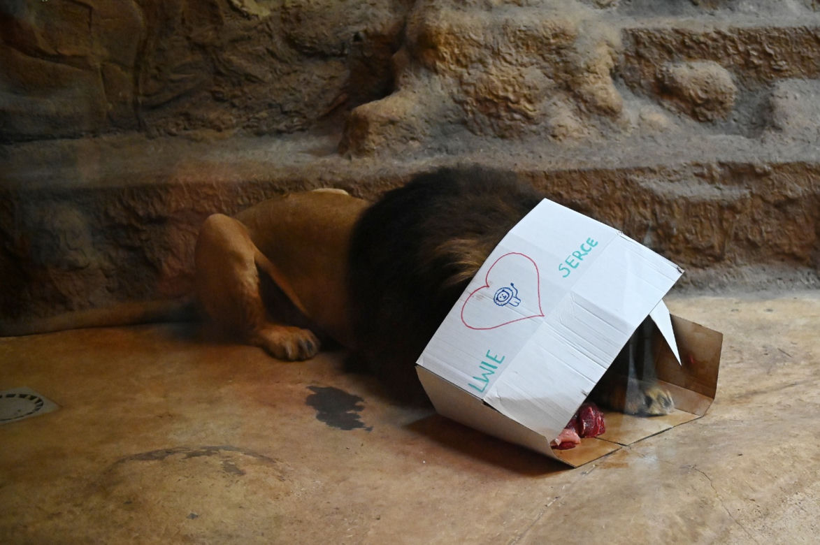 Dzień lwa w zoo