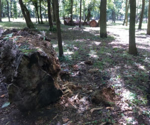 Park Tysiąclecia w Toruniu czekają spore zmiany
