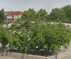 Charakterystyczne drzewko na placu Solidarności