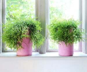 Rhipsalis