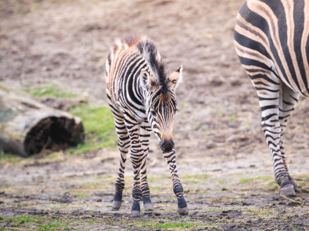 W ZOO Wrocław urodziła się nowa zebra