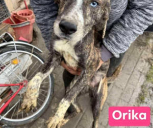 OTOZ Animals poszukuje domów dla psów