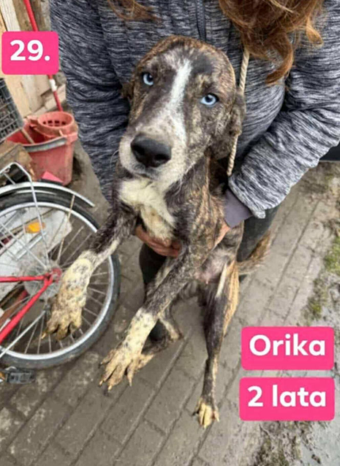 OTOZ Animals poszukuje domów dla psów