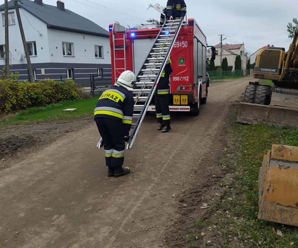 Czarny kot ugrzązł na drzewie w piątek 13
