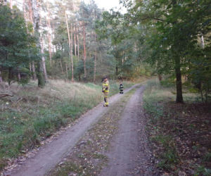 W podbydgoskim lesie zaginął grzybiarz 