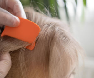 Rodzice często mylą gnidy z łupieżem. Ten prosty test rozwiewa wątpliwości
