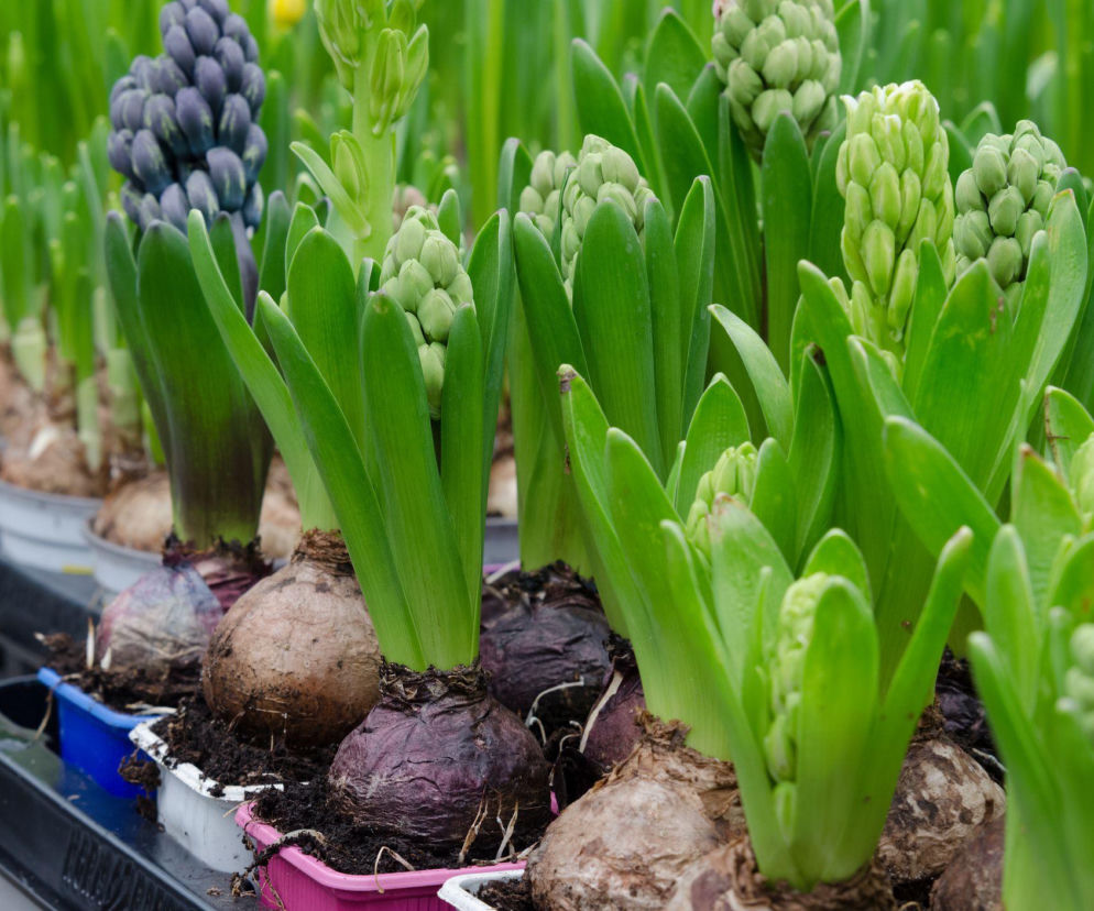 Hiacynt z marketu – przesadzać czy nie?