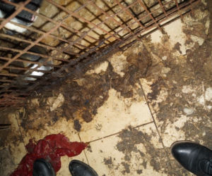 Pseudohodowla w Dobrczu pod Bydgoszczą. W takich warunkach żyło blisko 170 psów! [ZDJĘCIA]