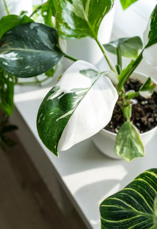 Philodendron 'White Princess'