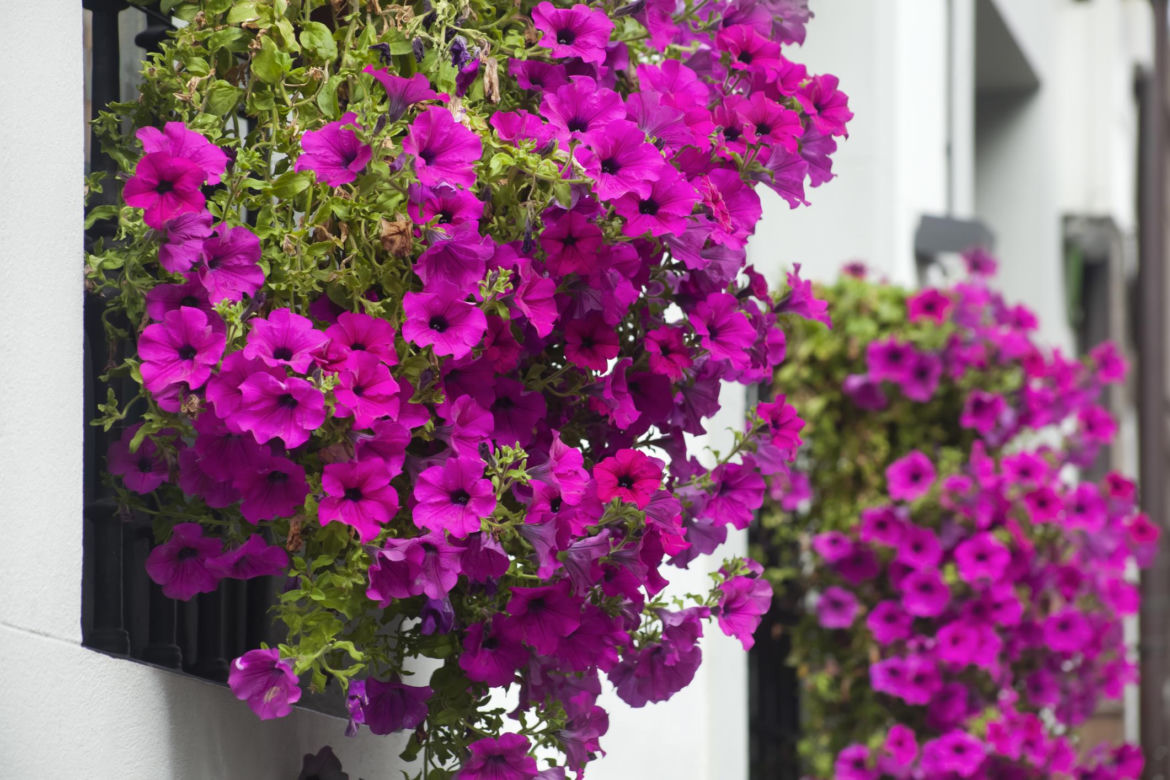 Petunia