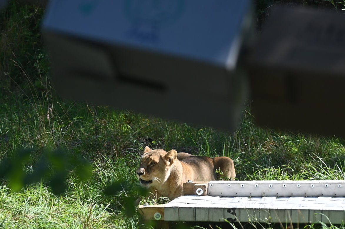 Dzień lwa w zoo