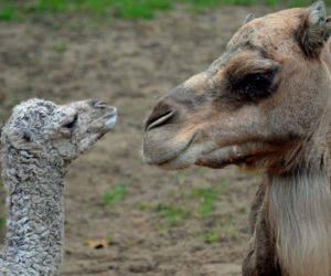 Wielbłądziatko przyszło na świat we wrocławskim zoo
