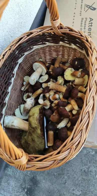 Grzyby w świętokrzyskim