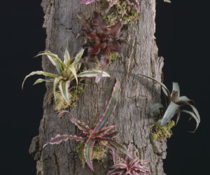 Cryptanthus 