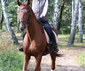 Królowa lubi konie