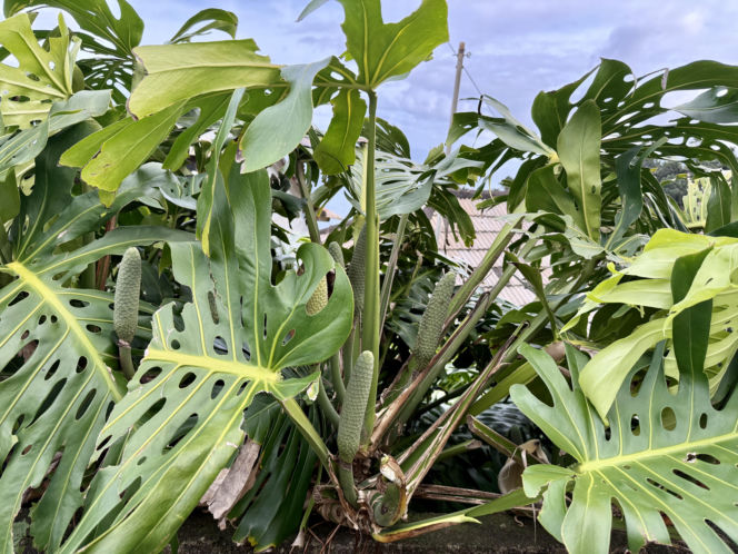 Owoce monstery są popularne na wyspie