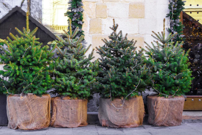 Lasy Państwowe sprzedają choinki nawet za 30 zł!