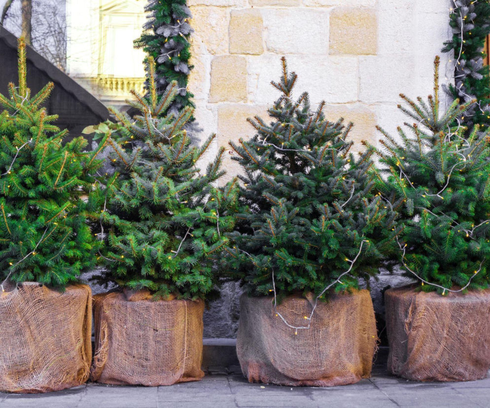 Czy żywa choinka w doniczce jest dobrym pomysłem na święta?