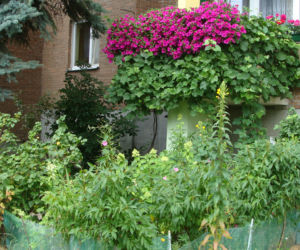Najpiękniejsze balkony w Starachowicach