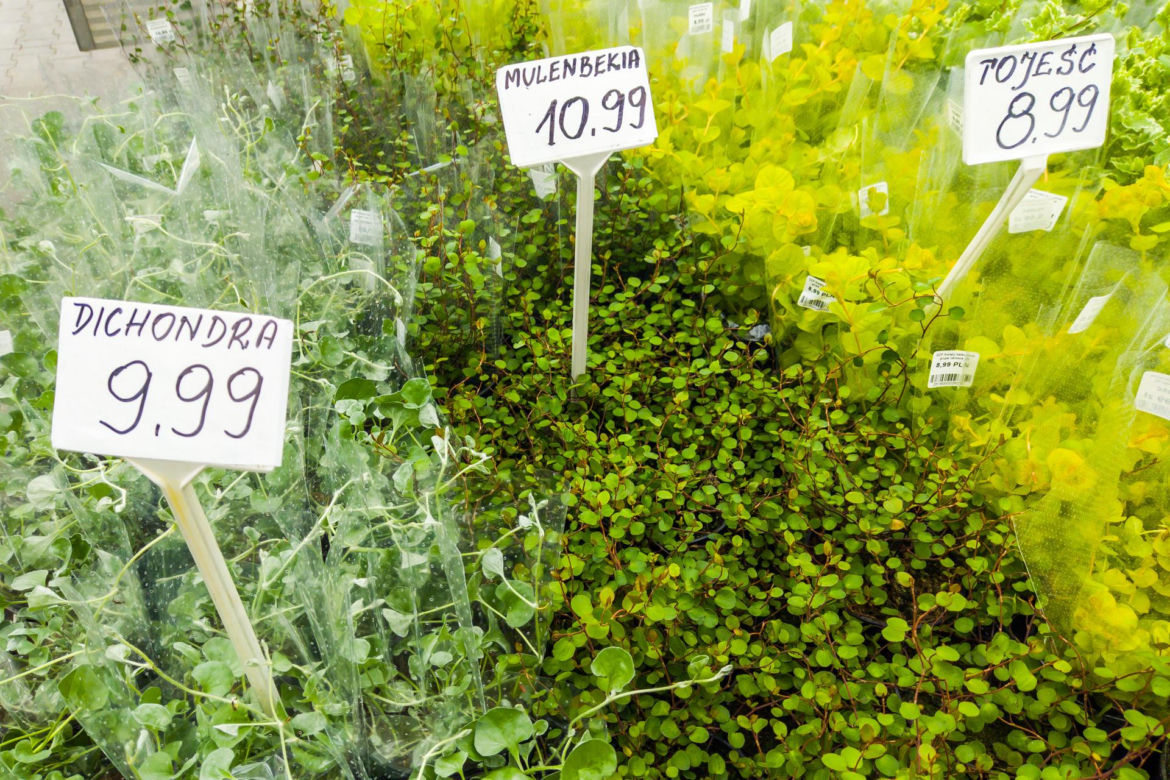 Tojeść – 8,99 zł/szt., dichondra – 9,99 zł/szt., mulenbekia – 10,99 zł/szt.