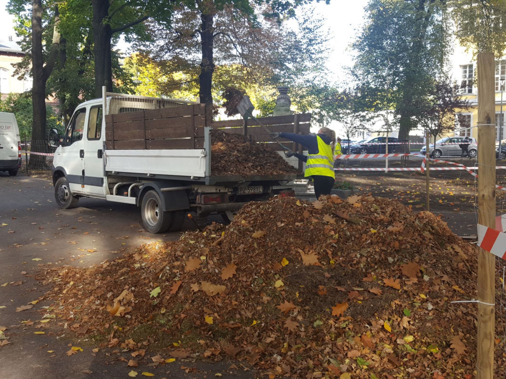 W Parku Kościuszki w Lesznie kwitnąć będą krokusy