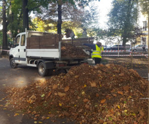 W Parku Kościuszki w Lesznie kwitnąć będą krokusy