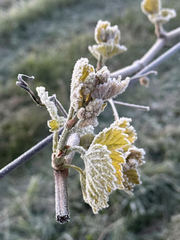 Ogromne straty rolników i sadowników. Kwietniowe mrozy zniszczyły całe plantacje. „To był kataklizm”