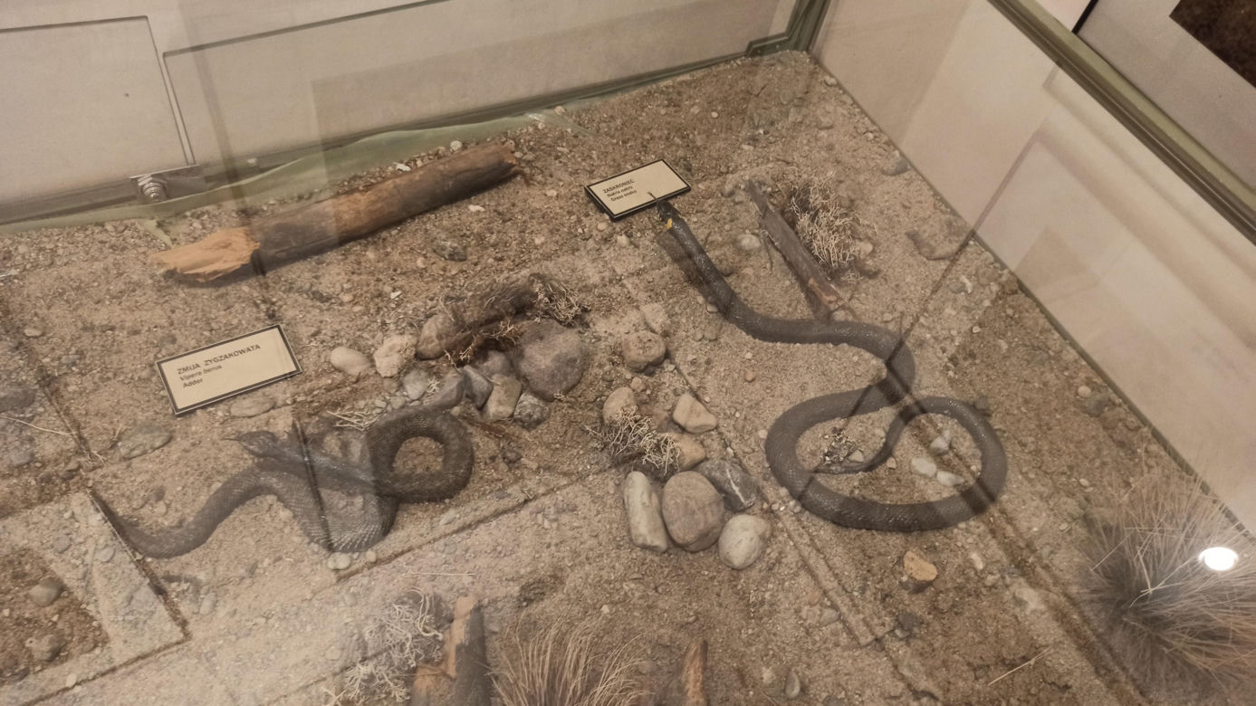 Muzeum Przyrody w Olsztynie. Poznajcie faunę oraz florę Warmii i Mazur