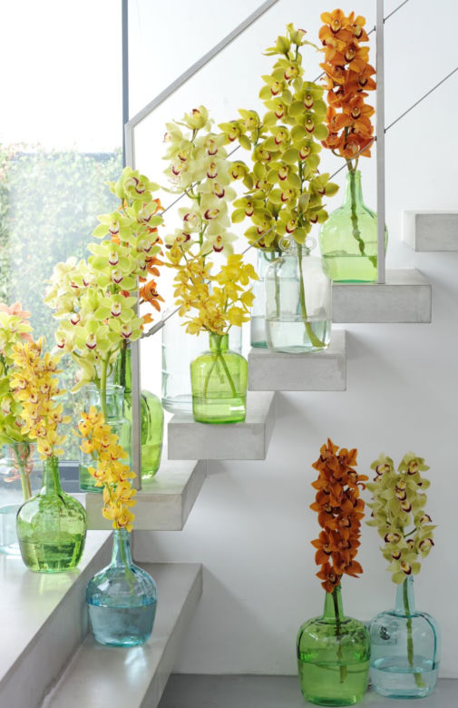 Cymbidium