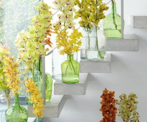 Cymbidium