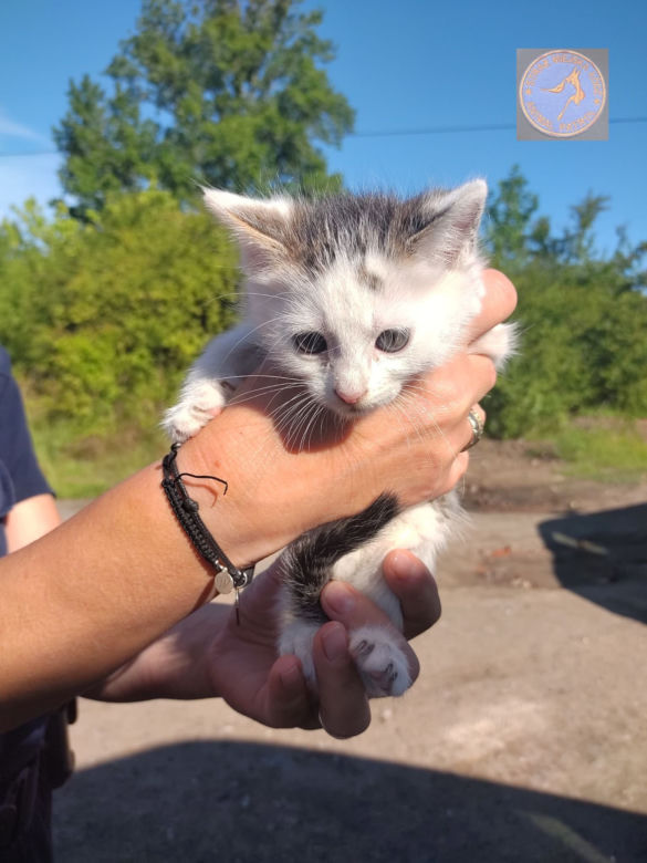 Interwencje Animal Patrolu Straży Miejskiej w Łodzi