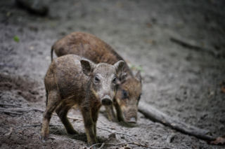 Dziki terroryzują mieszkańców Piotrkowa Trybunalskiego. One czują się tu jak u siebie