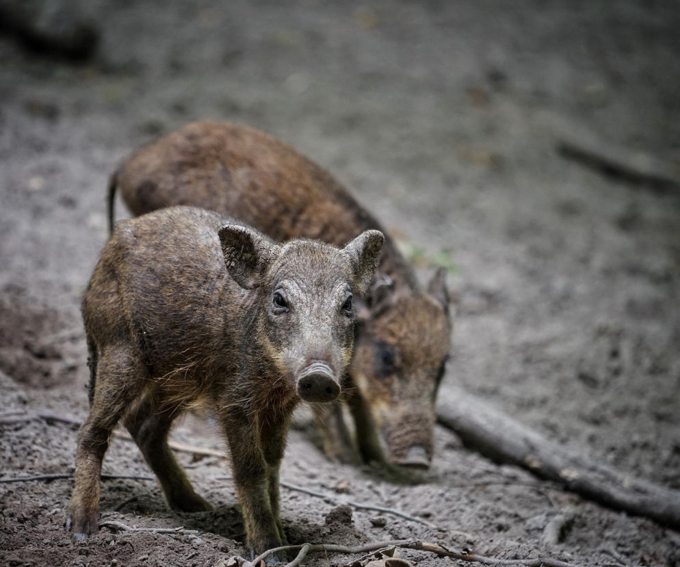 Dziki terroryzują mieszkańców Piotrkowa Trybunalskiego. Zniszczą nawet samochody