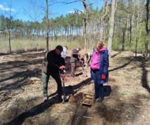 W Lesie Sekulskim rośnie już kilkaset nowych, młodych buków! Drzewa zasadzili członkowie siedleckiego samorządu i leśnicy