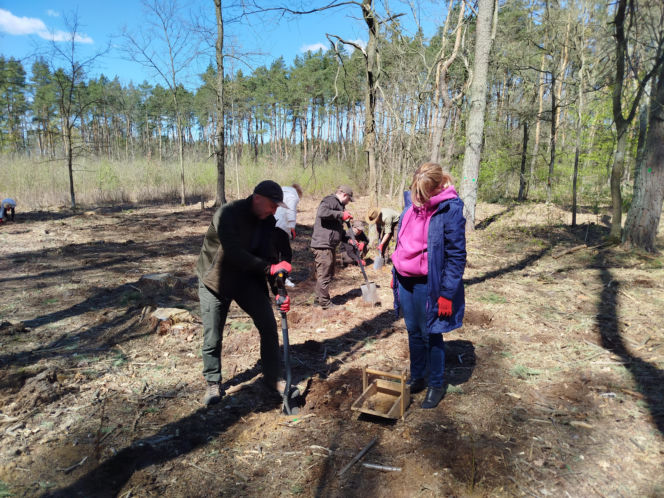W Lesie Sekulskim rośnie już kilkaset nowych, młodych buków! Drzewa zasadzili członkowie siedleckiego samorządu i leśnicy