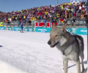 IO 2026: Pies na trasie biegu