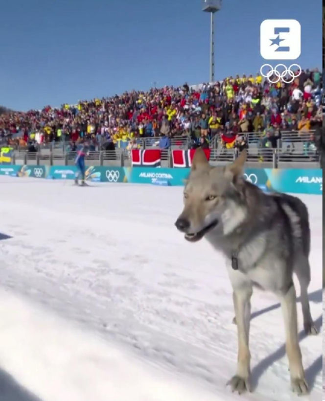 IO 2026: Pies na trasie biegu