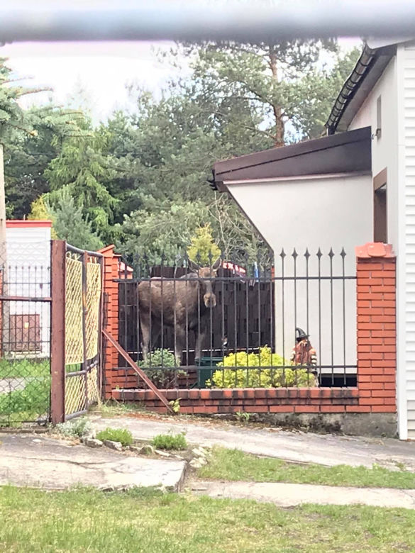 Po ulicach Sosnowca biegał ranny ŁOŚ! Zwierzę było PRZERAŻONE