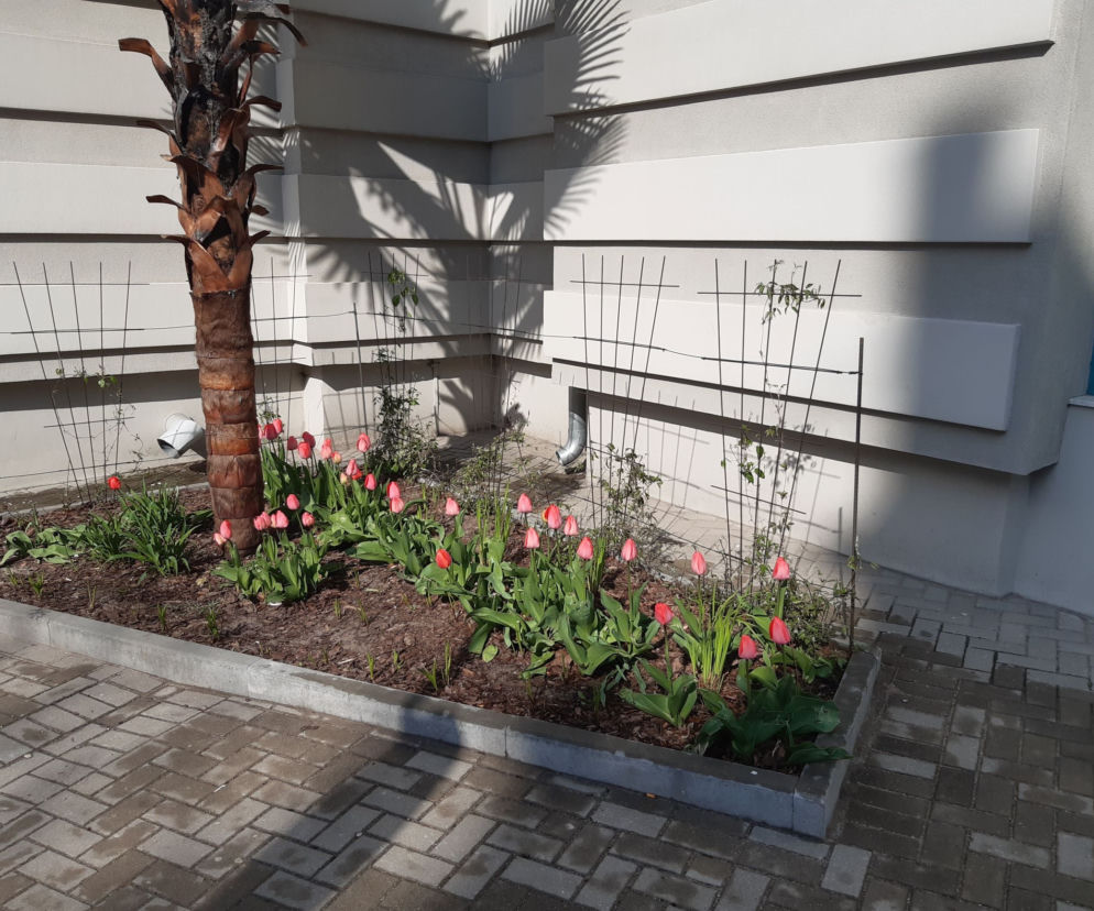 Kradzież kwiatów w Zaułku Botanicznym Mikołaja Kopernika